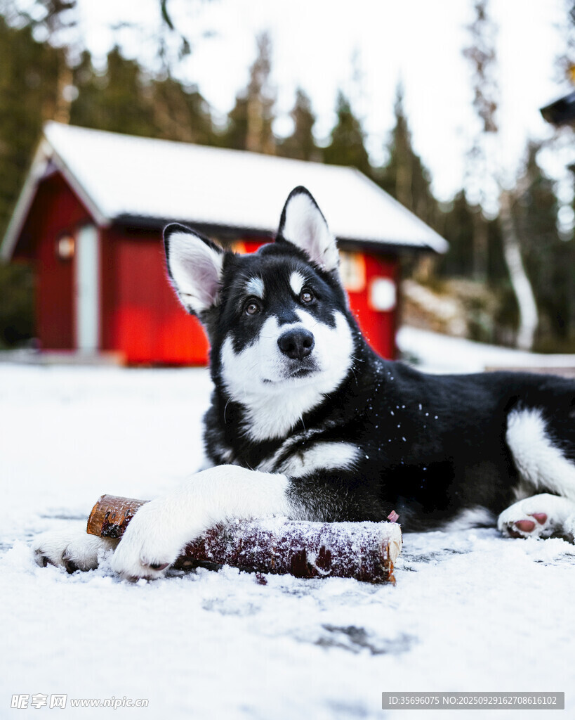 雪地中休憩的黑白萌犬