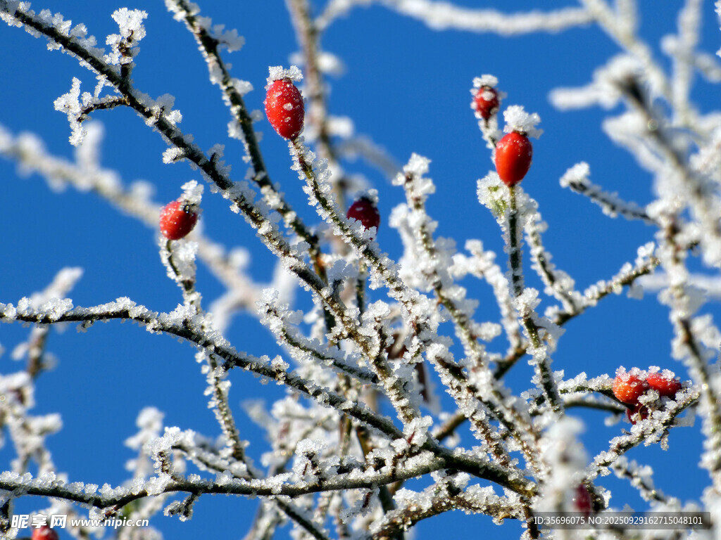 雪覆紅果枝頭俏
