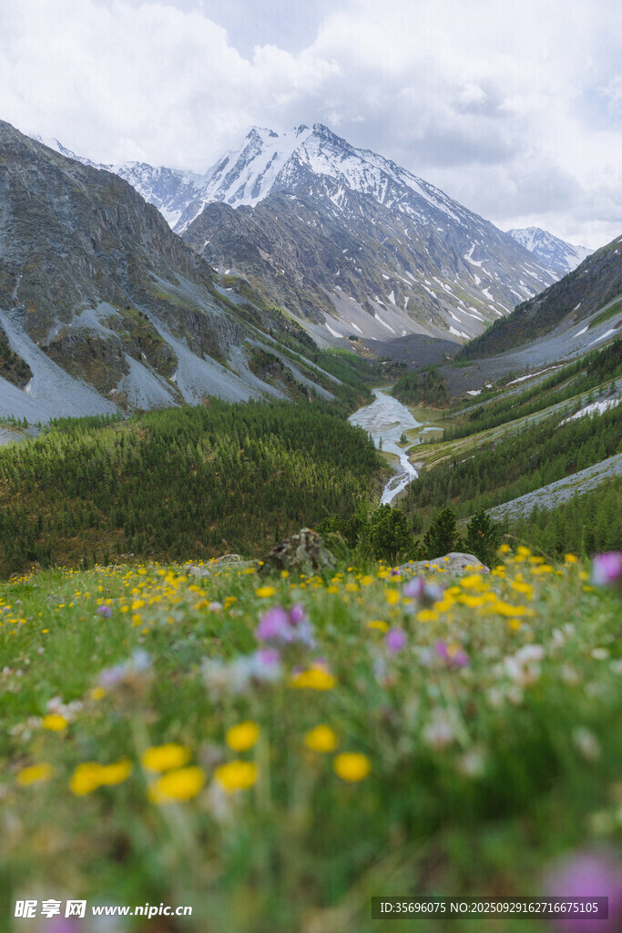 山間花海與遠(yuǎn)處巍峨雪山
