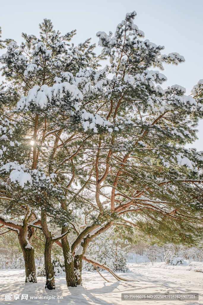 雪覆松樹冬日美景