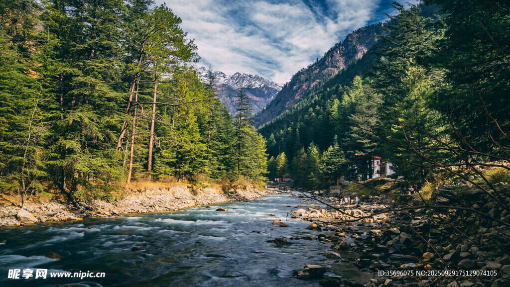 山間溪流旁的茂密森林