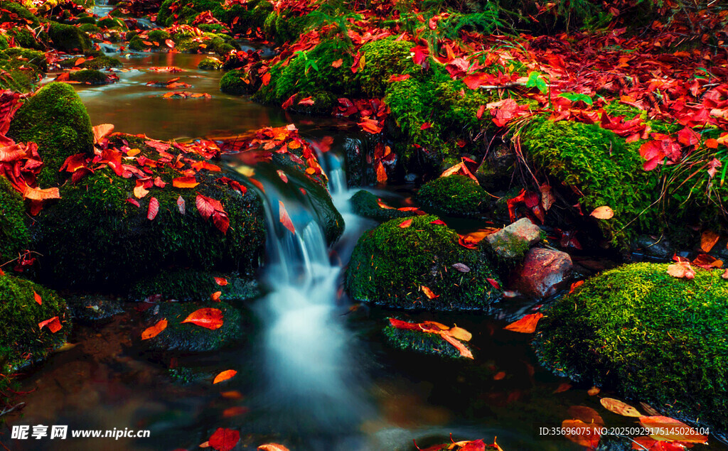 秋日溪流紅葉美景
