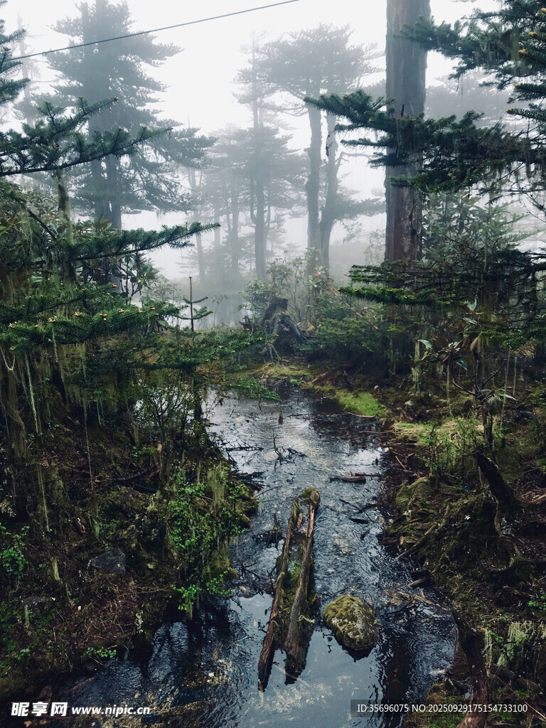 霧中幽林小溪景
