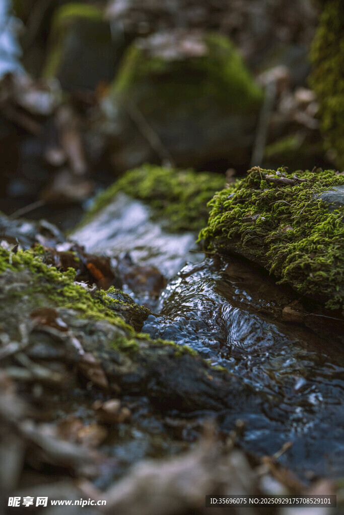 山間溪流旁的苔蘚景致