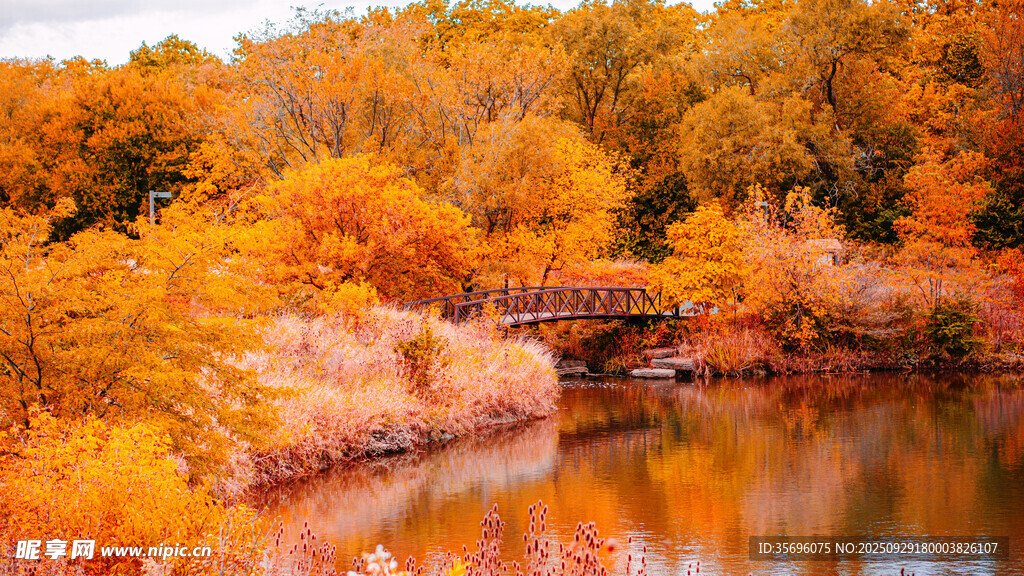 秋日湖畔絢爛紅葉景觀