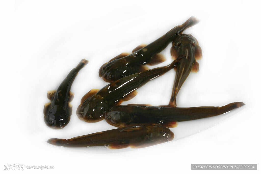 一群黑色小魚