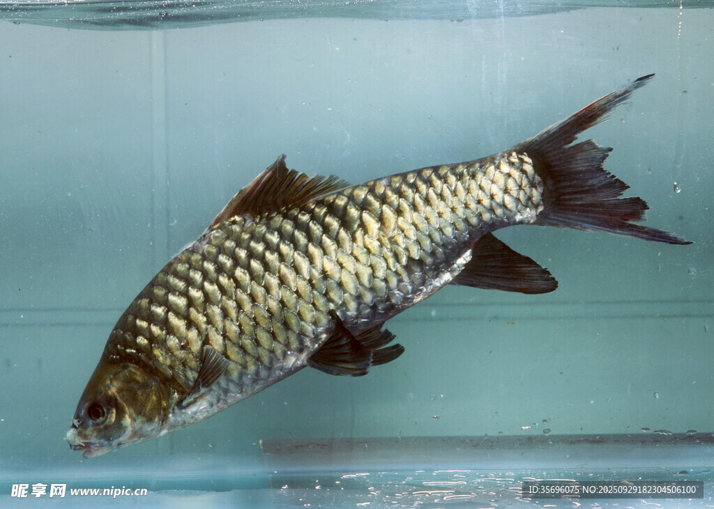 黑色花紋魚在水中游動