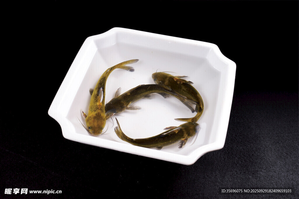 白色容器中的兩條小魚