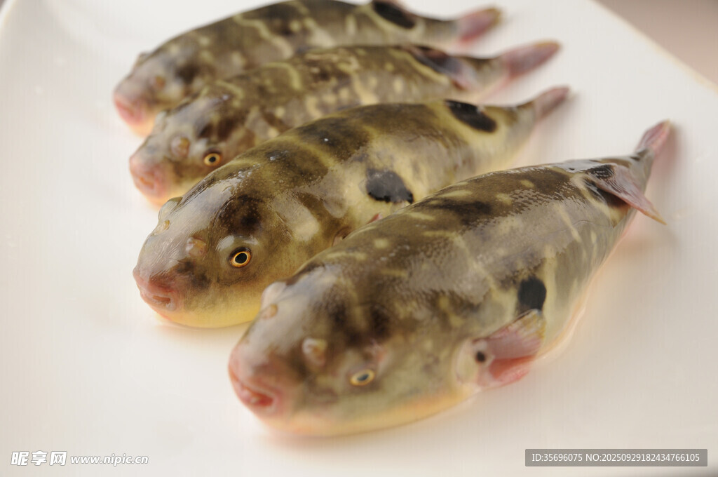 新鮮多只河豚魚擺拍
