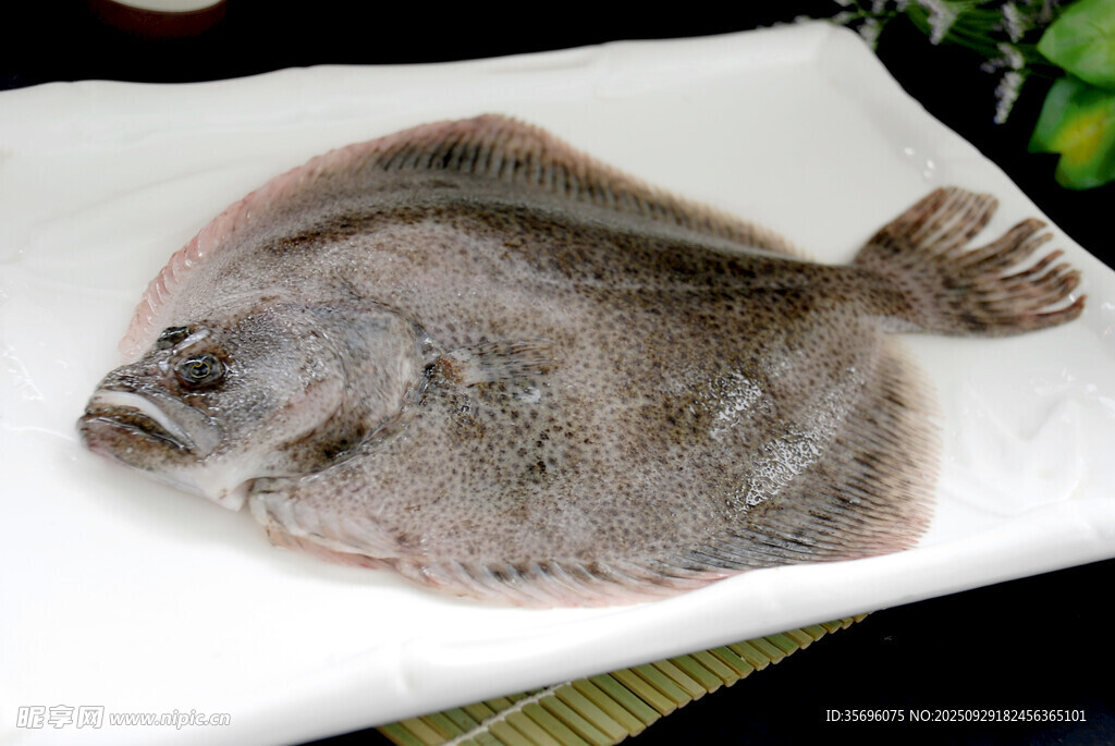 新鮮多寶魚展示