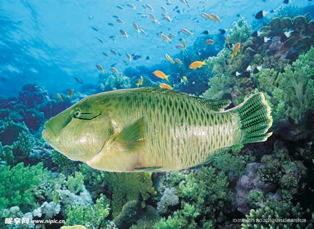海底多彩魚群與珊瑚景觀