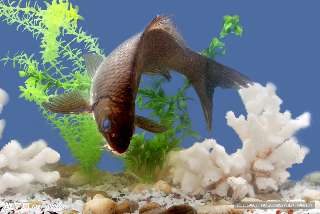 魚缸中的靈動觀賞魚