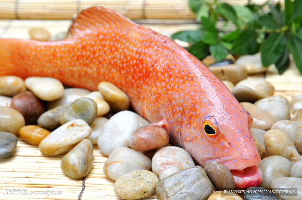 鮮艷紅魚靜臥多彩石子間