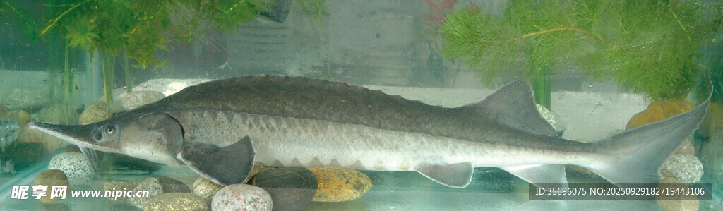 水中的大型魚類