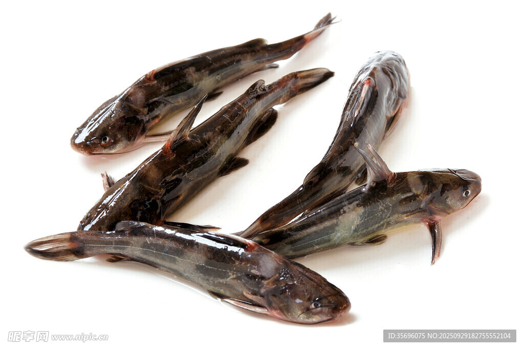 鮮活塘角魚