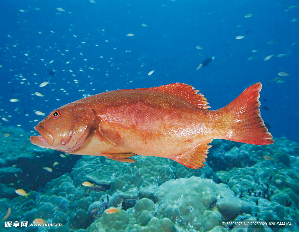 海底紅魚悠游珊瑚間
