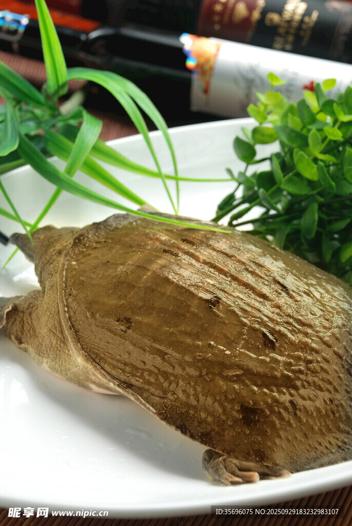 盤中甲魚配綠植