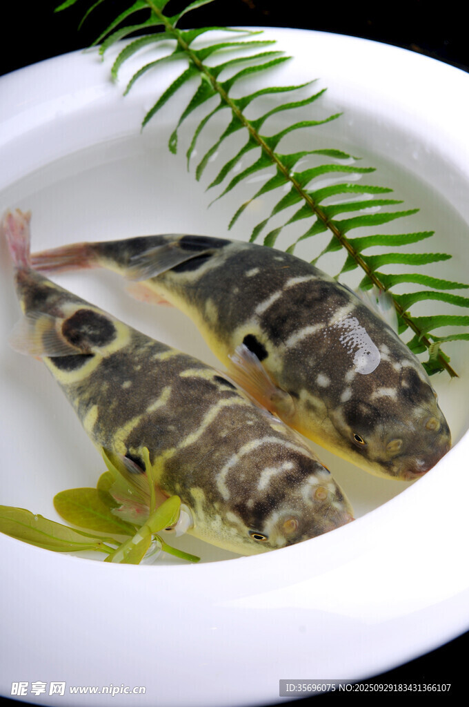 兩只斑紋魚與綠植共賞
