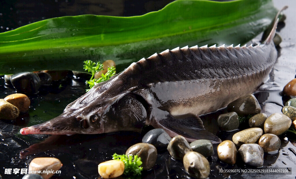 水中鱷魚(yú)與綠植石頭景觀