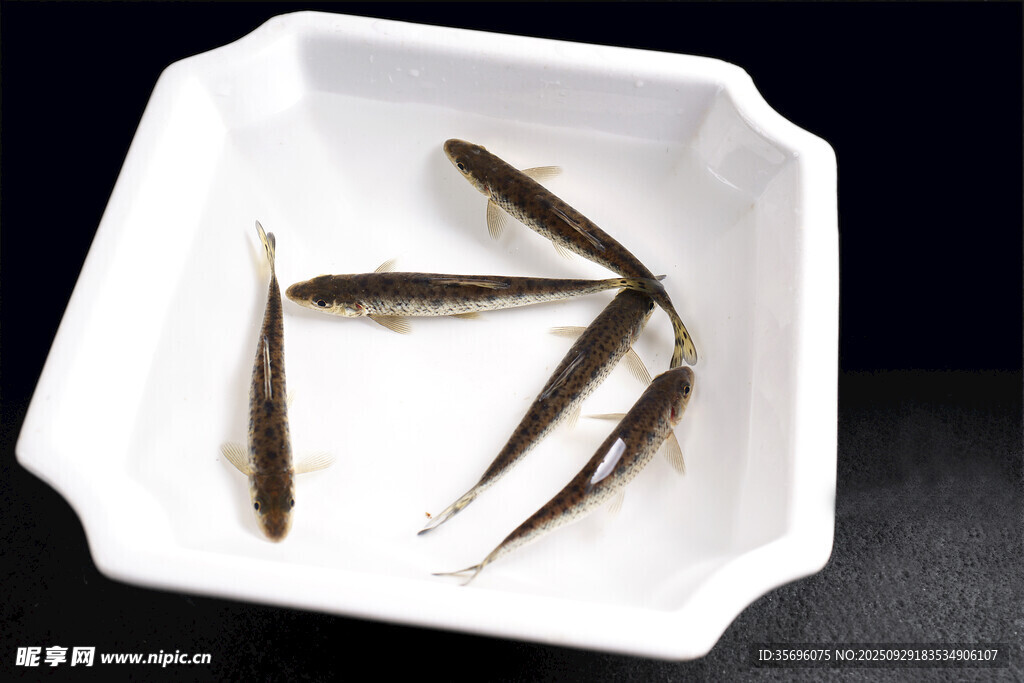 白色容器中的幾條小魚(yú)