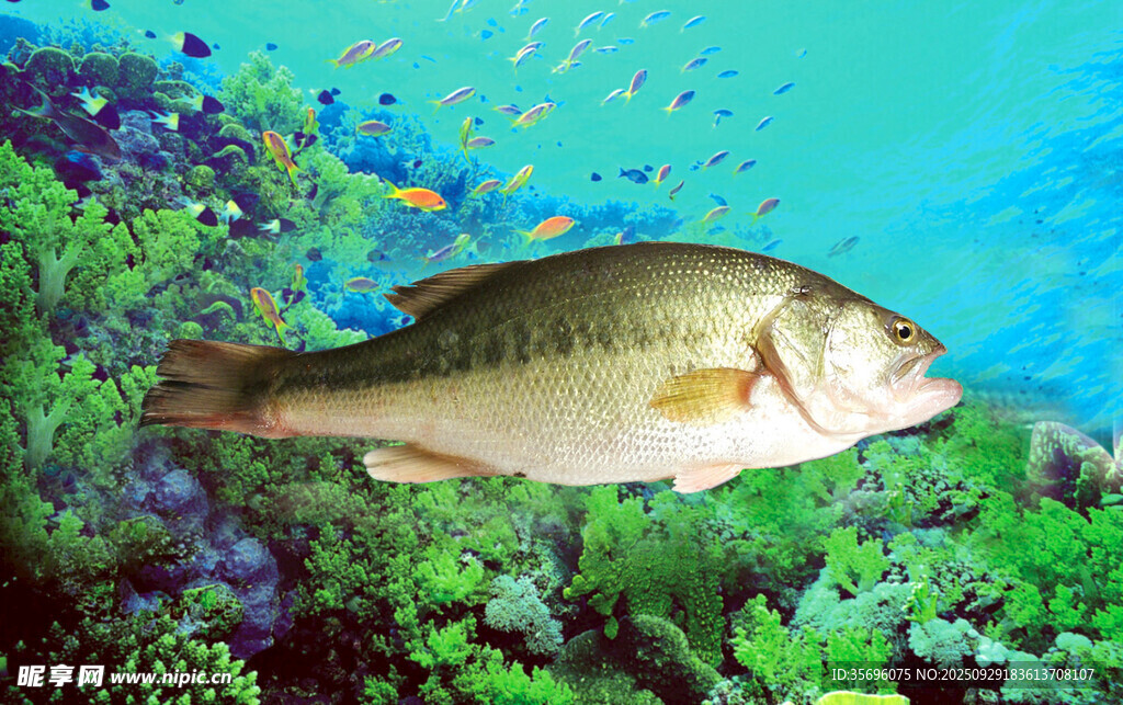 水中暢游的鱸魚