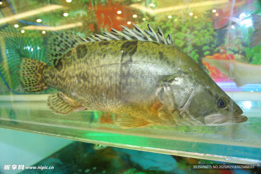 水族館中的斑斕大魚