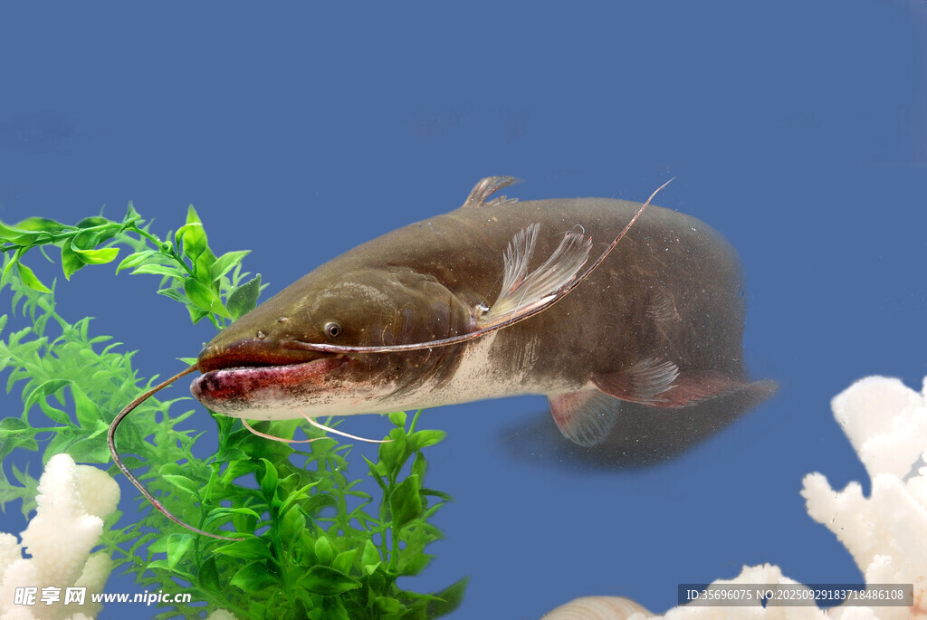 水中游動的獨特魚類
