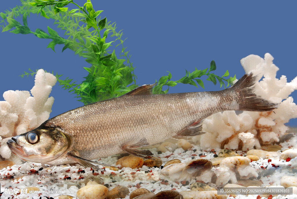 海底小魚(yú)棲息于珊瑚間