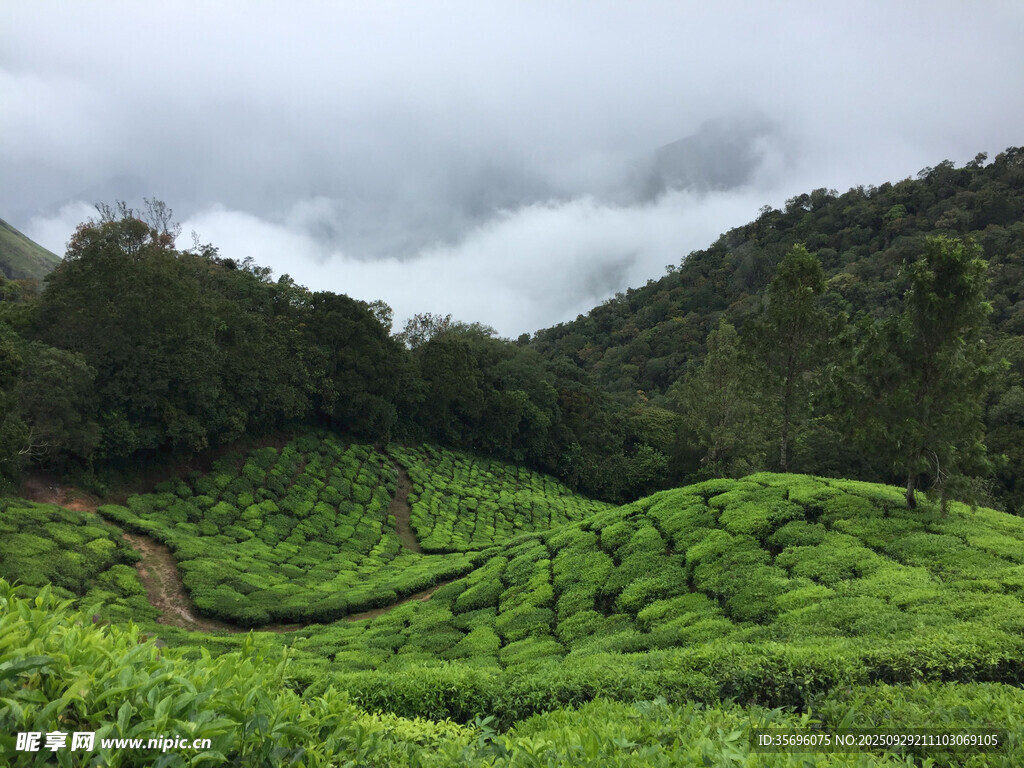 云霧下的翠綠梯田茶園
