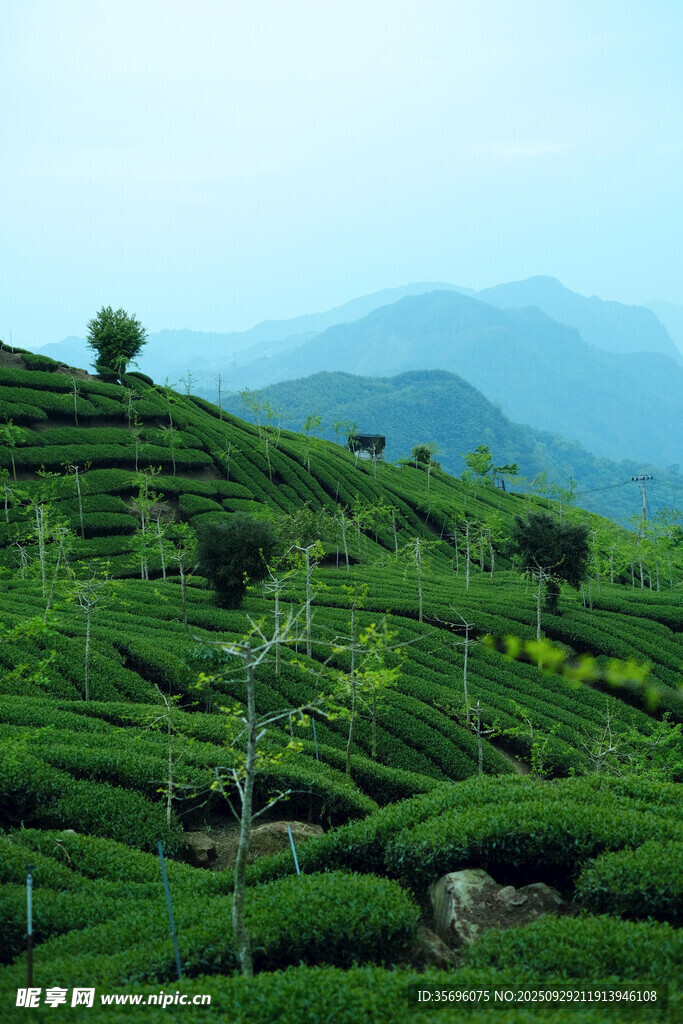 翠綠梯田茶園秀麗風(fēng)光
