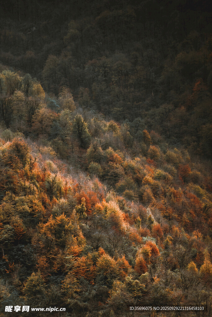秋日山林斑斕景致