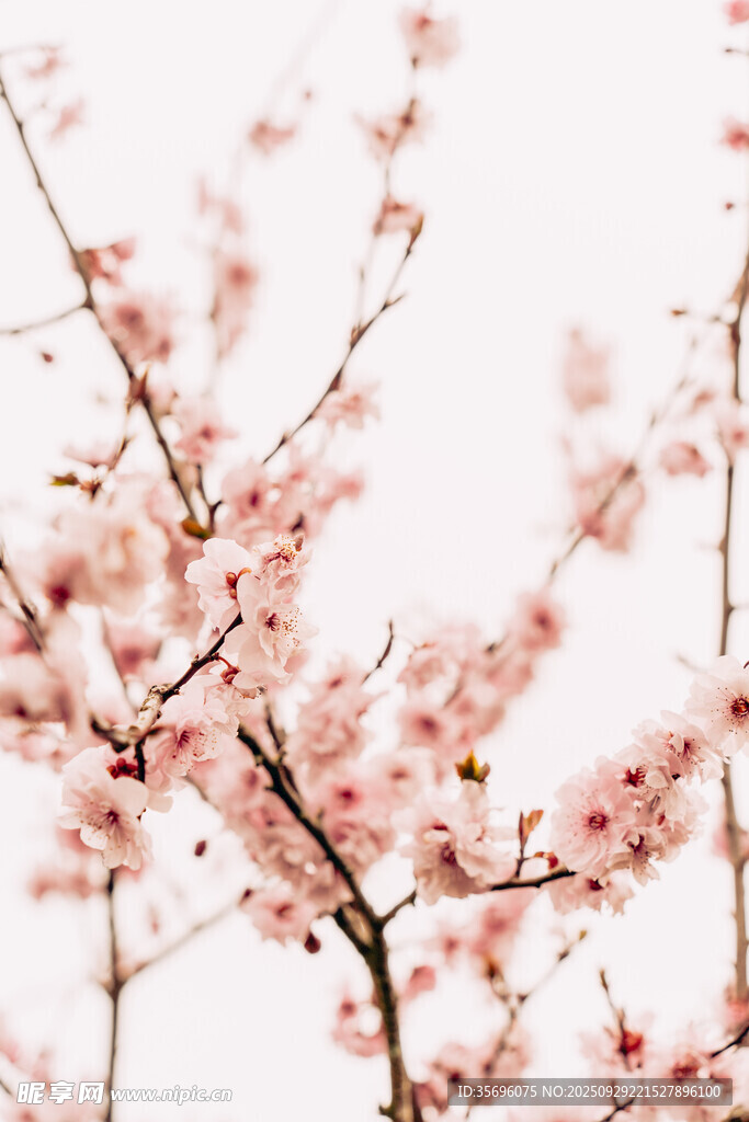 粉色桃花枝