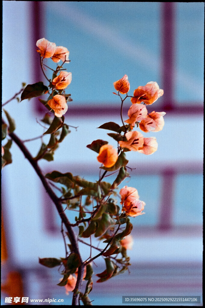 枝頭橙花綻放