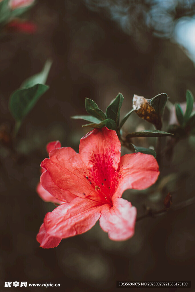 嬌艷綻放的紅色花卉