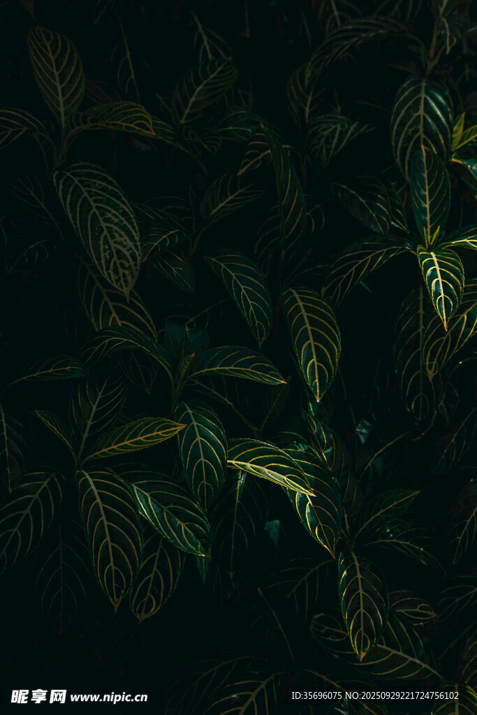 深綠背景下的斑斕葉片
