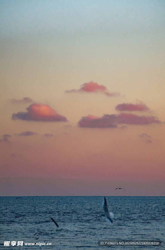 海上日落飛鳥景致