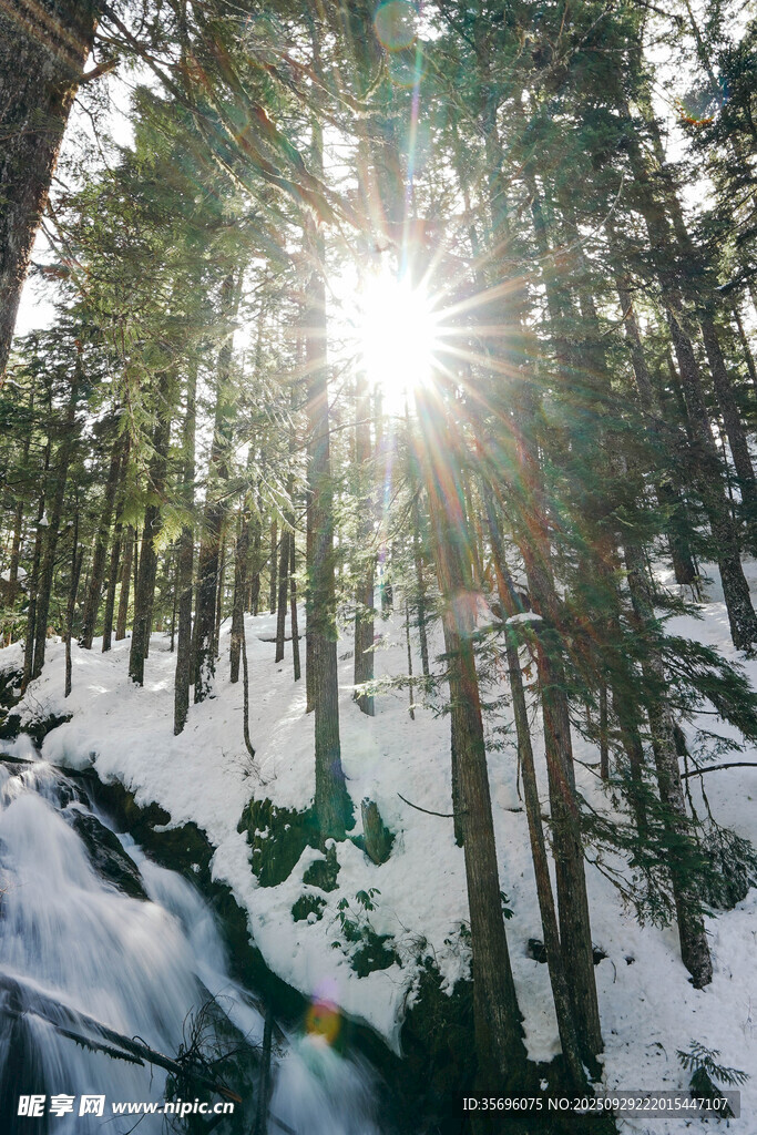 冬日林間陽光雪景圖