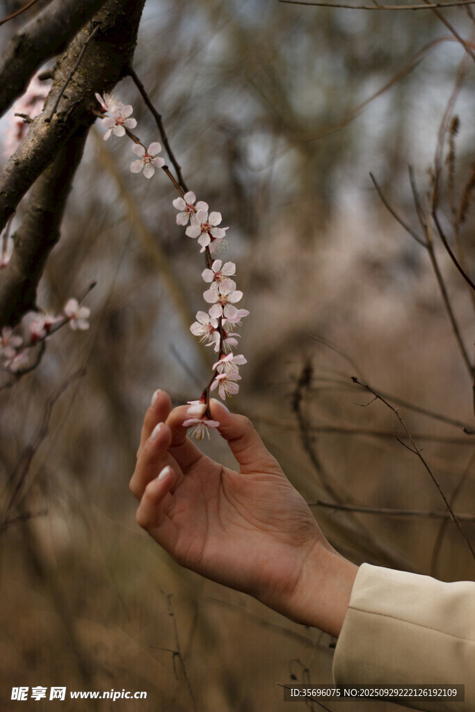 手觸枝頭綻放的粉嫩花朵
