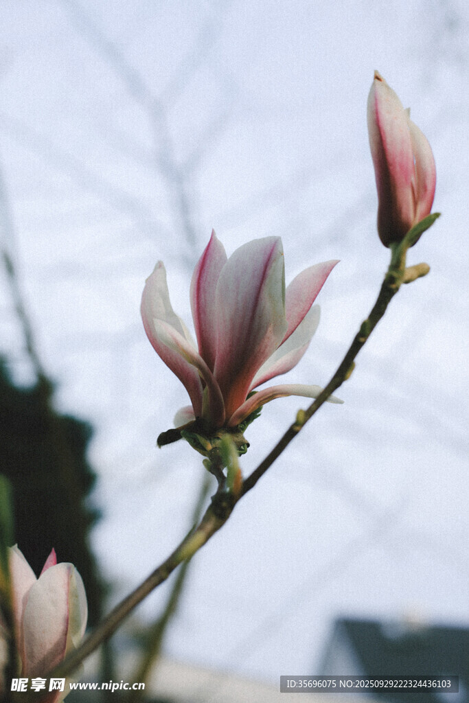 玉蘭花枝綻放