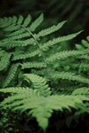 翠綠蕨類植物特寫