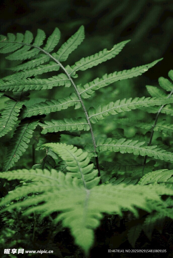 翠綠蕨類植物特寫
