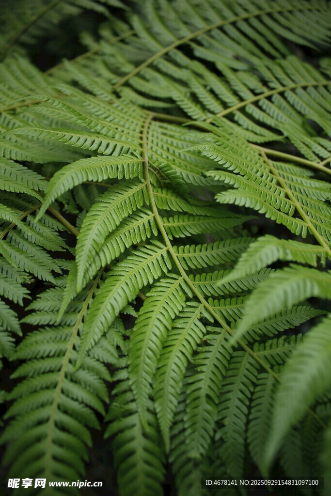蕨類植物葉片特寫