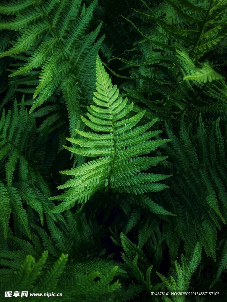 翠綠蕨類植物的生機(jī)畫面