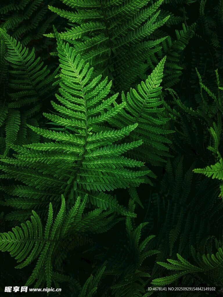 翠綠蕨類植物葉片特寫