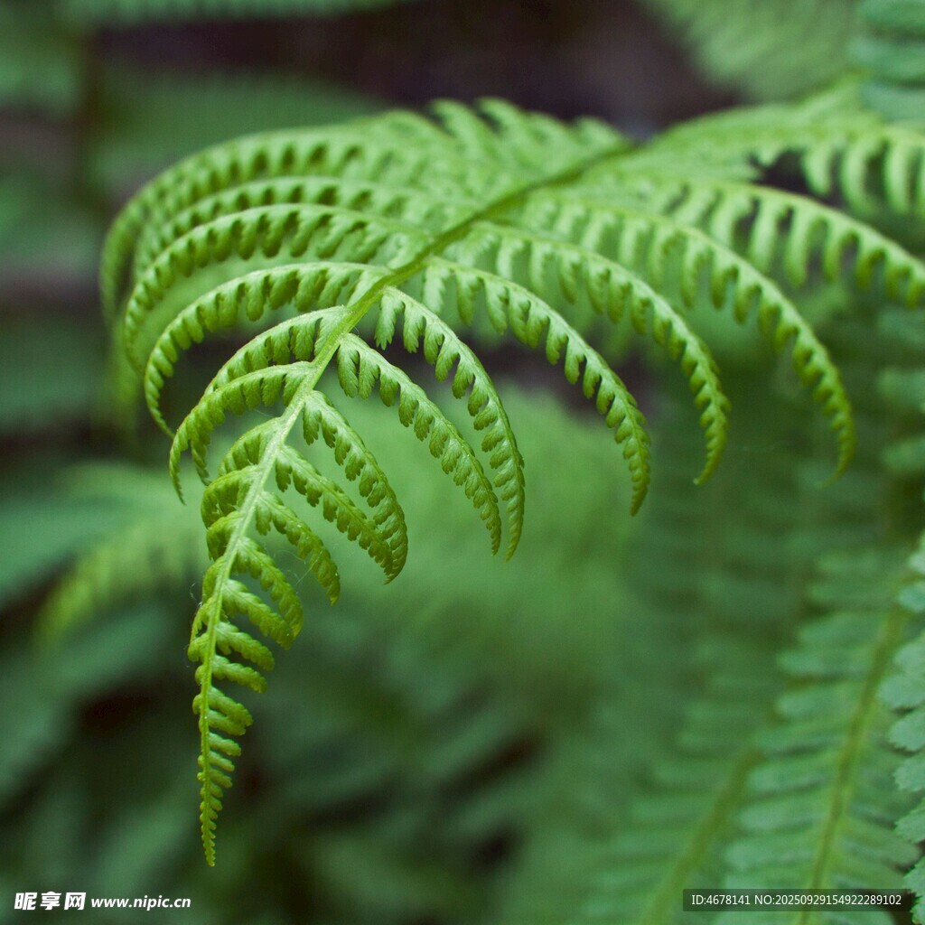 蕨類植物的優(yōu)美葉片