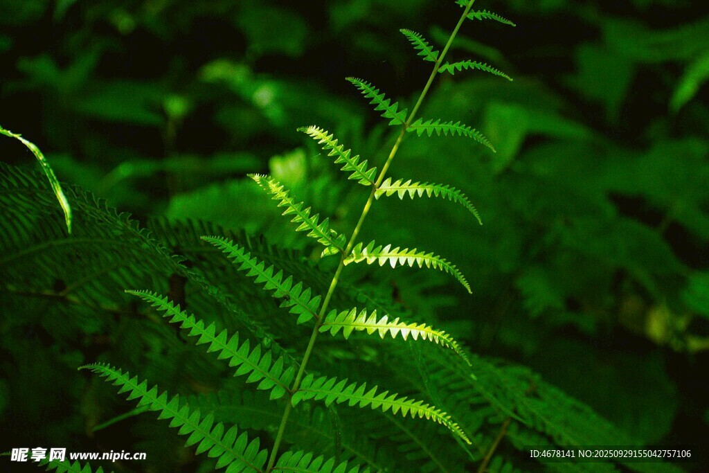 陽(yáng)光下的翠綠蕨類植物