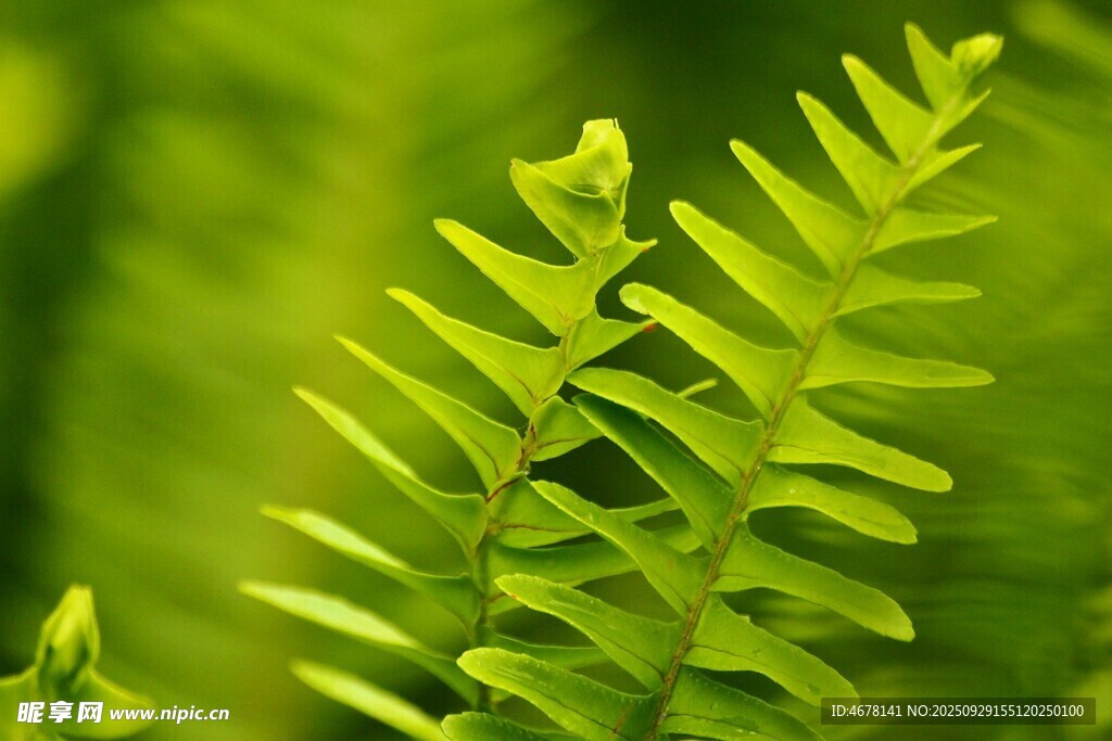 翠綠蕨類(lèi)植物的清新瞬間