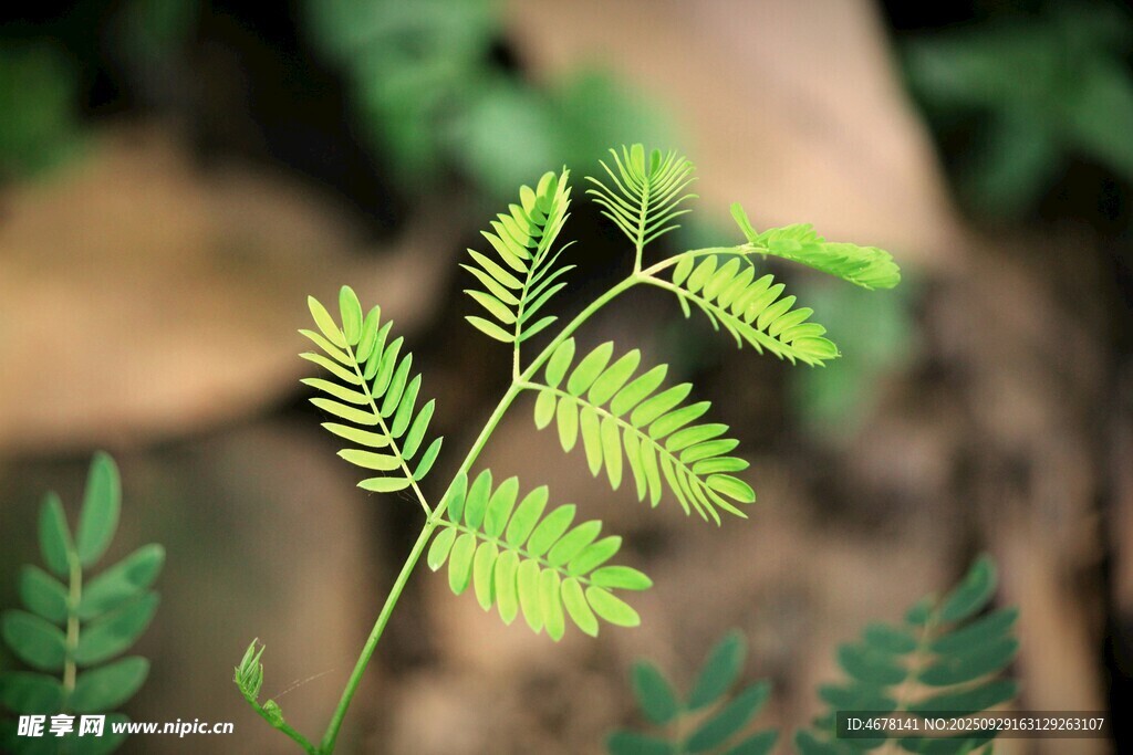 嫩綠羽狀葉片的清新植物