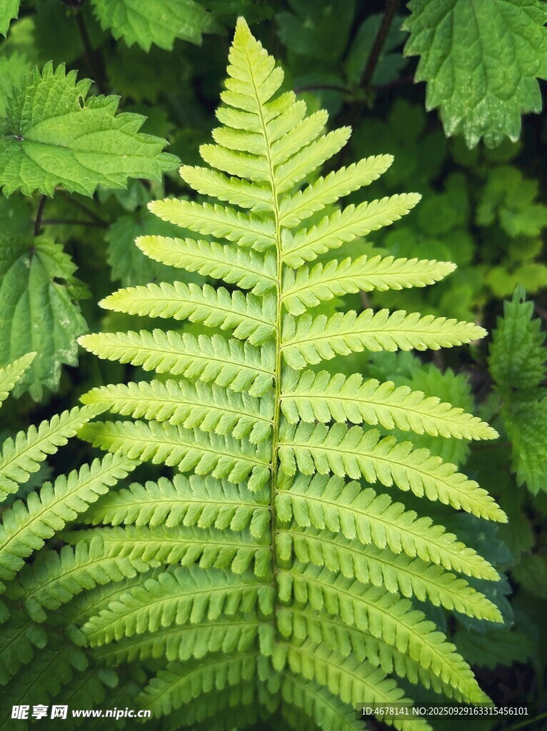 翠綠蕨類葉片特寫(xiě)