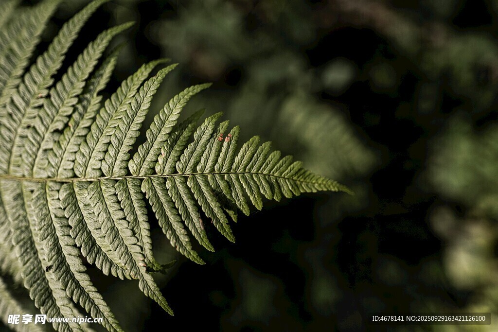 蕨類植物葉片特寫